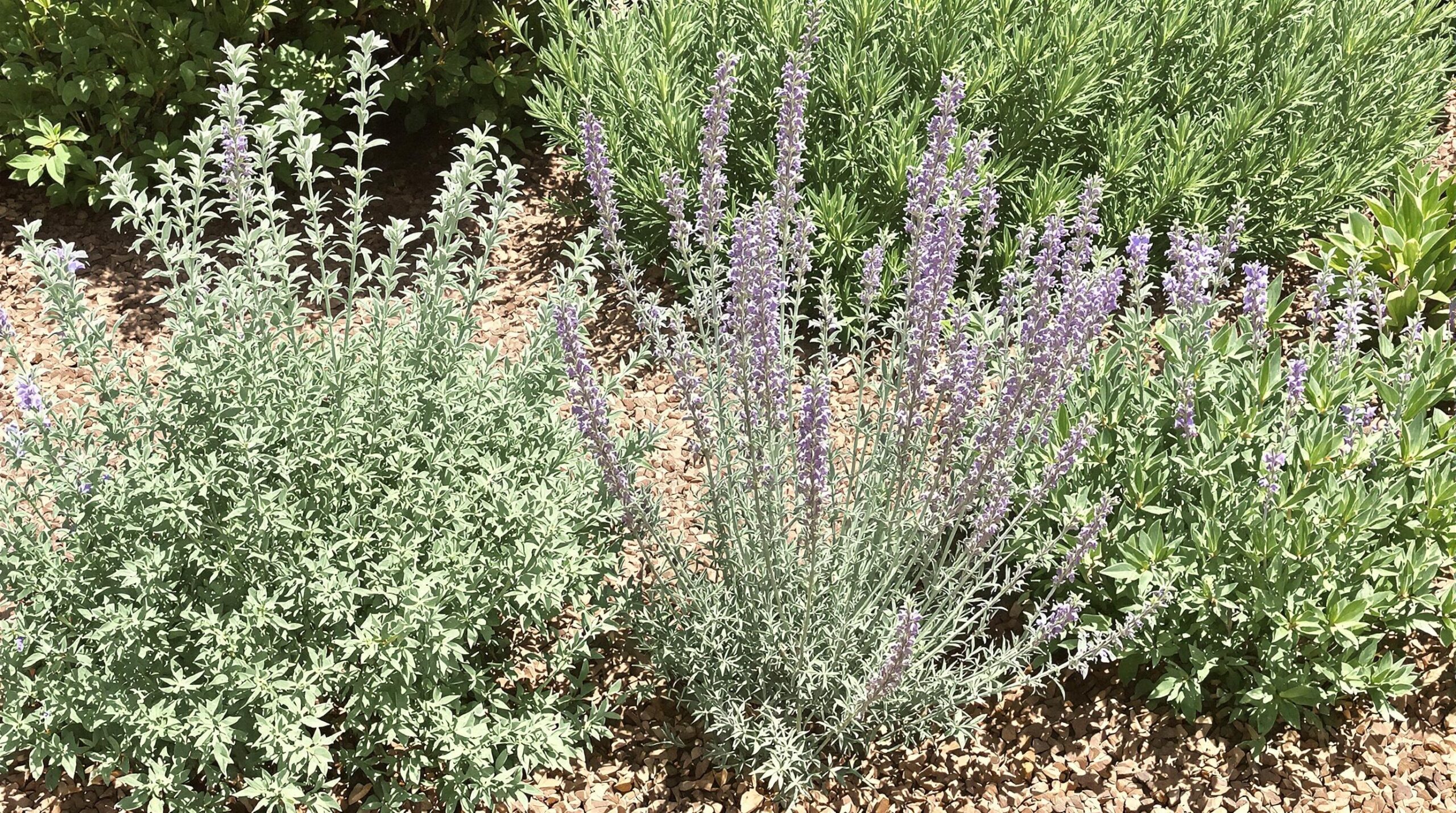 Drought-tolerant herbs thriving in a sunny garden with sage, lavender, and rosemary showing healthy growth